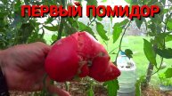 ПЕРВЫЙ ТОМАТ, НО Я ЕМУ НЕ РАД.