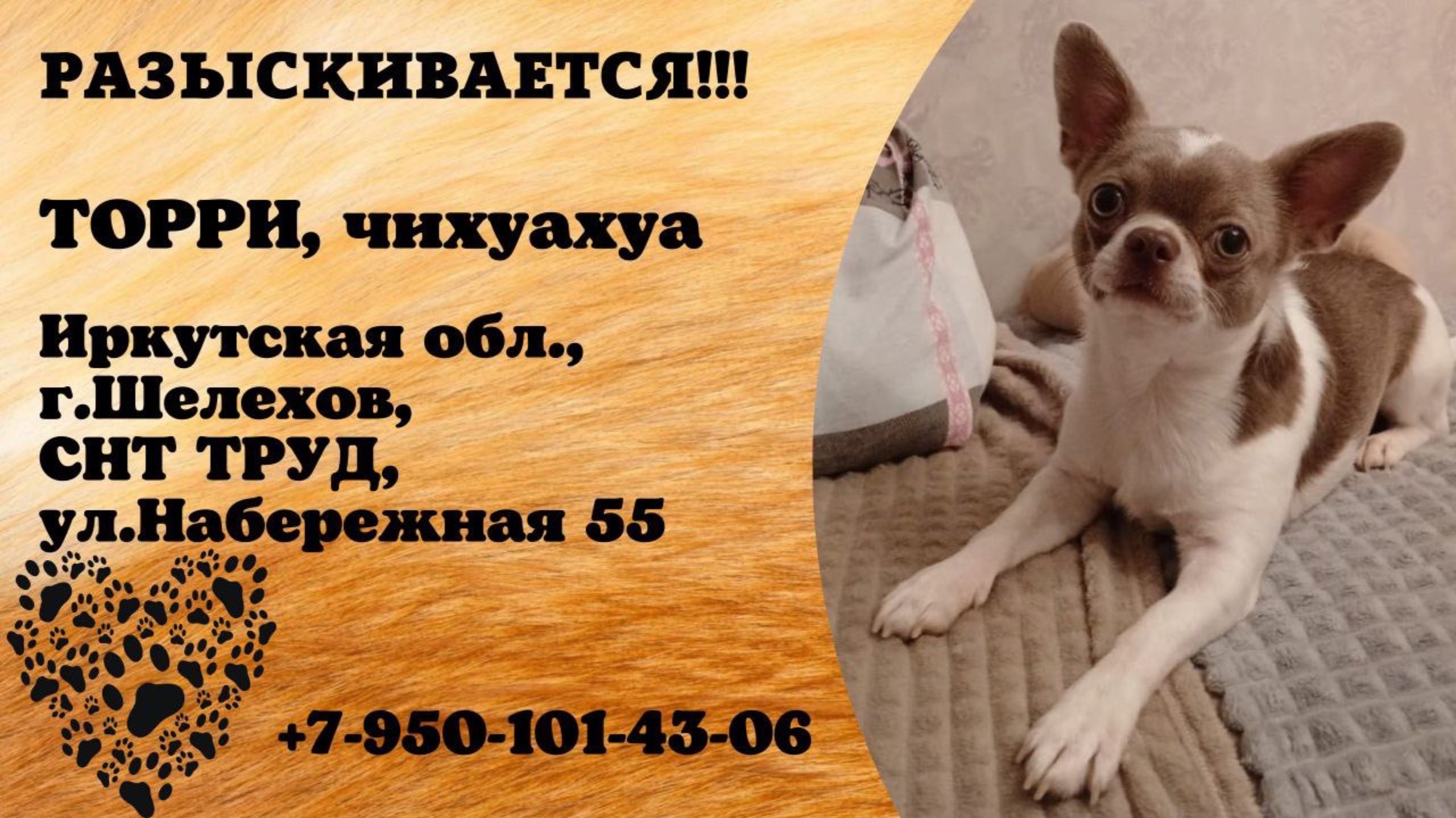 Пропала собака! ТОРРИ, чихуахуа. Иркутская обл., г.Шелехов.