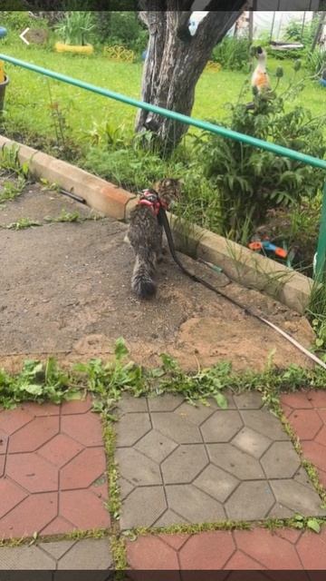 прикол с животными