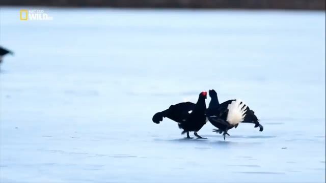 ❄️ Дикая природа России: Тайга и Волки | National Geographic Wild