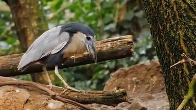 Самые красивые животные на планете: обзор удивительных созданий ч.83