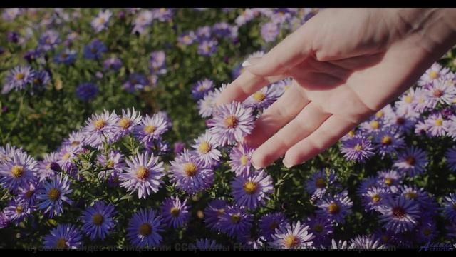 Эта музыка настолько красива, что хочется плакать - True Love -- Derek Clegg -- The Best Of Number 3