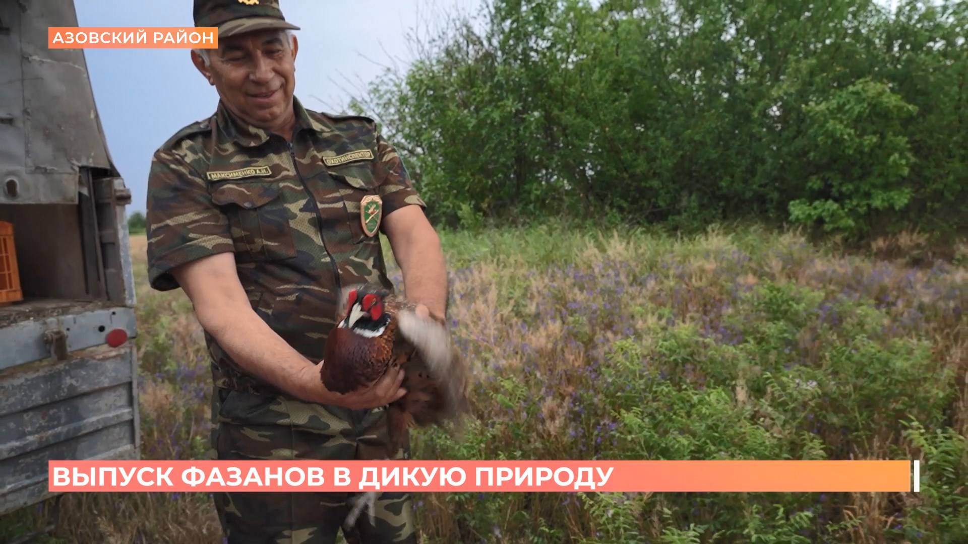 В Азовском районе в дикую природу  выпущена очередная партия фазанов