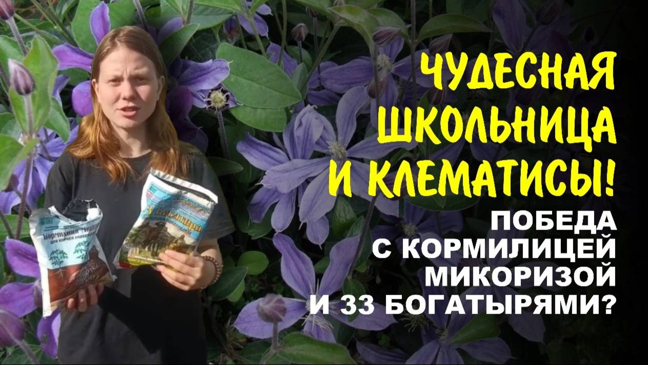 Клематисы — выращивание со сказочной нянькой Кормилицей Микоризой плюс 33 помощника