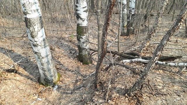 В дебрях Уссурийской тайги