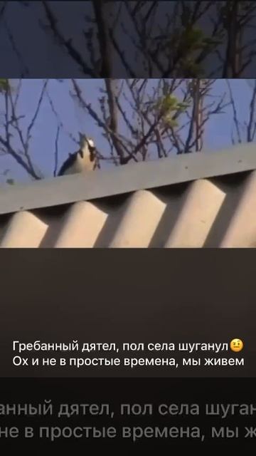 Дятел напугал половину села