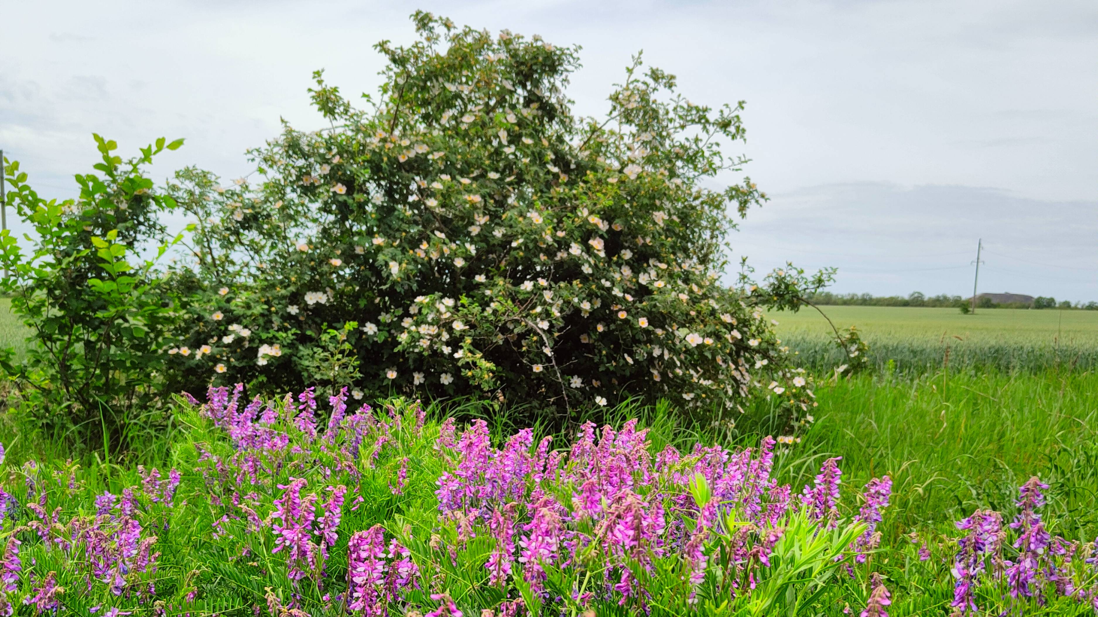 Звуки природы
