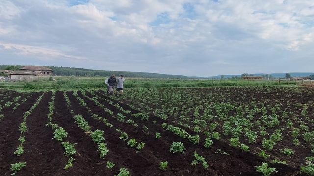 Не успел приехать в деревню, как сразу запрягли. И теперь я местный Аюповский бурлак анестезиолог!