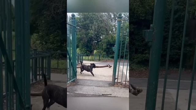 Приколы с животными – самые уморительные моменты 2024 года! 🤣