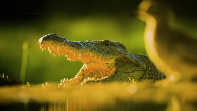 Зов Джунглей. Дикая природа в Африке (часть5)
