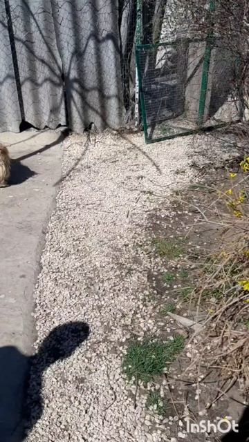 Животные.Сборник моментов из жизни братьев меньших.Фильм1.Серия2.Часть4 .mp4