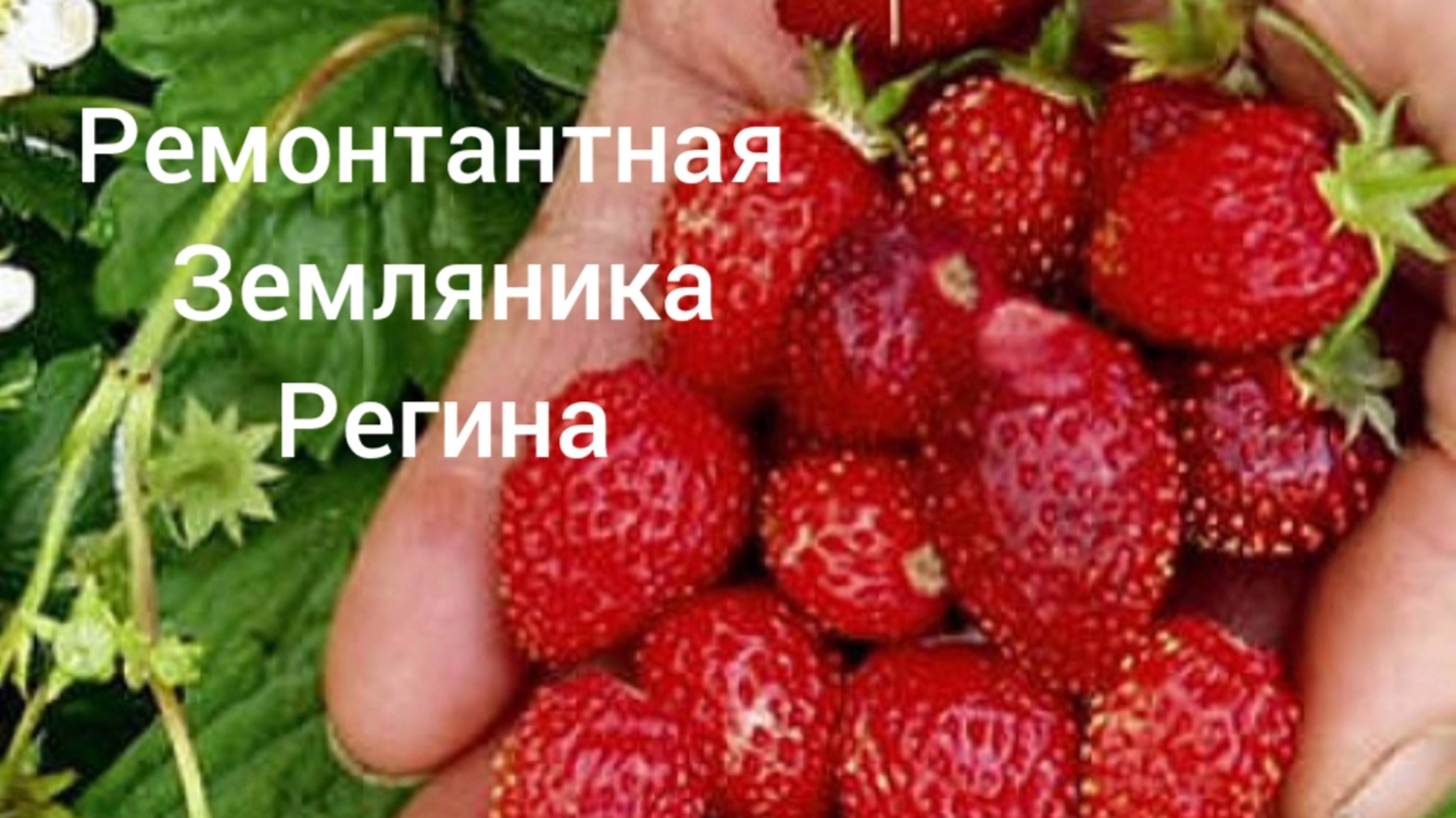 Ремонтантная земляника Регина/ПЕРЕСАДКА