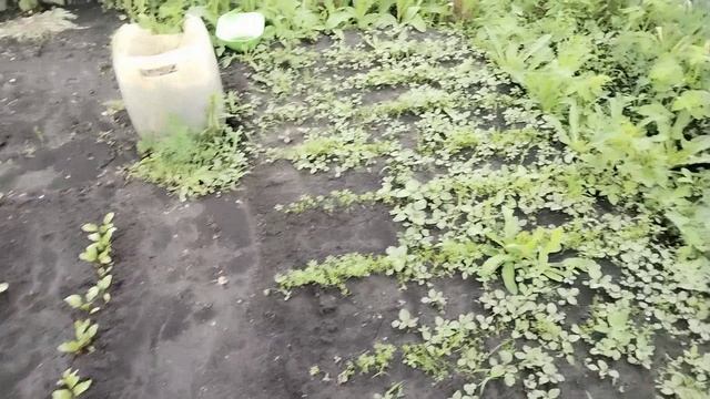 Гроза.⚡ Ливни 🌧️. Сорняки растут как на дрожжах.🤣
