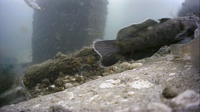 1000044969.mp4Волга гл.5м.18.06.2025г.