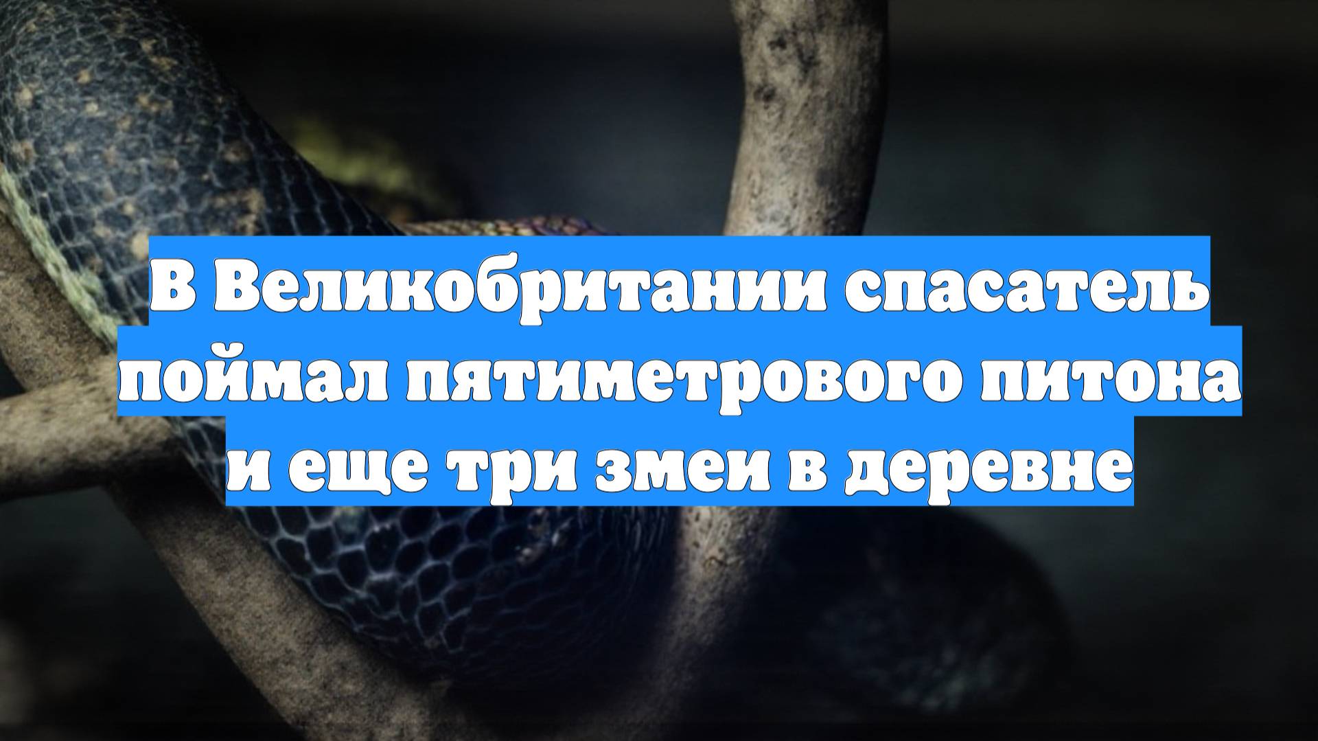 В Великобритании спасатель поймал пятиметрового питона и еще три змеи в деревне