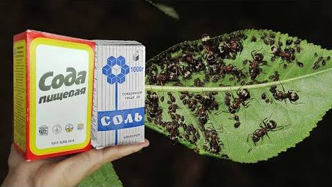 Не верила советам, но ТЛЯ сыпалась на глазах. Дала им СОЛЬ с СОДОЙ и еще