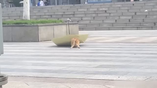 Смешные животные 😍 / №1