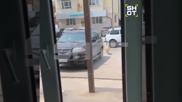 Бездомный пес сам пришел в вет/клинику за помощью!