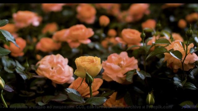 Это видео - как путешествие в другой мир! - Faults and All -- 10 Echo -- Unnamed album
