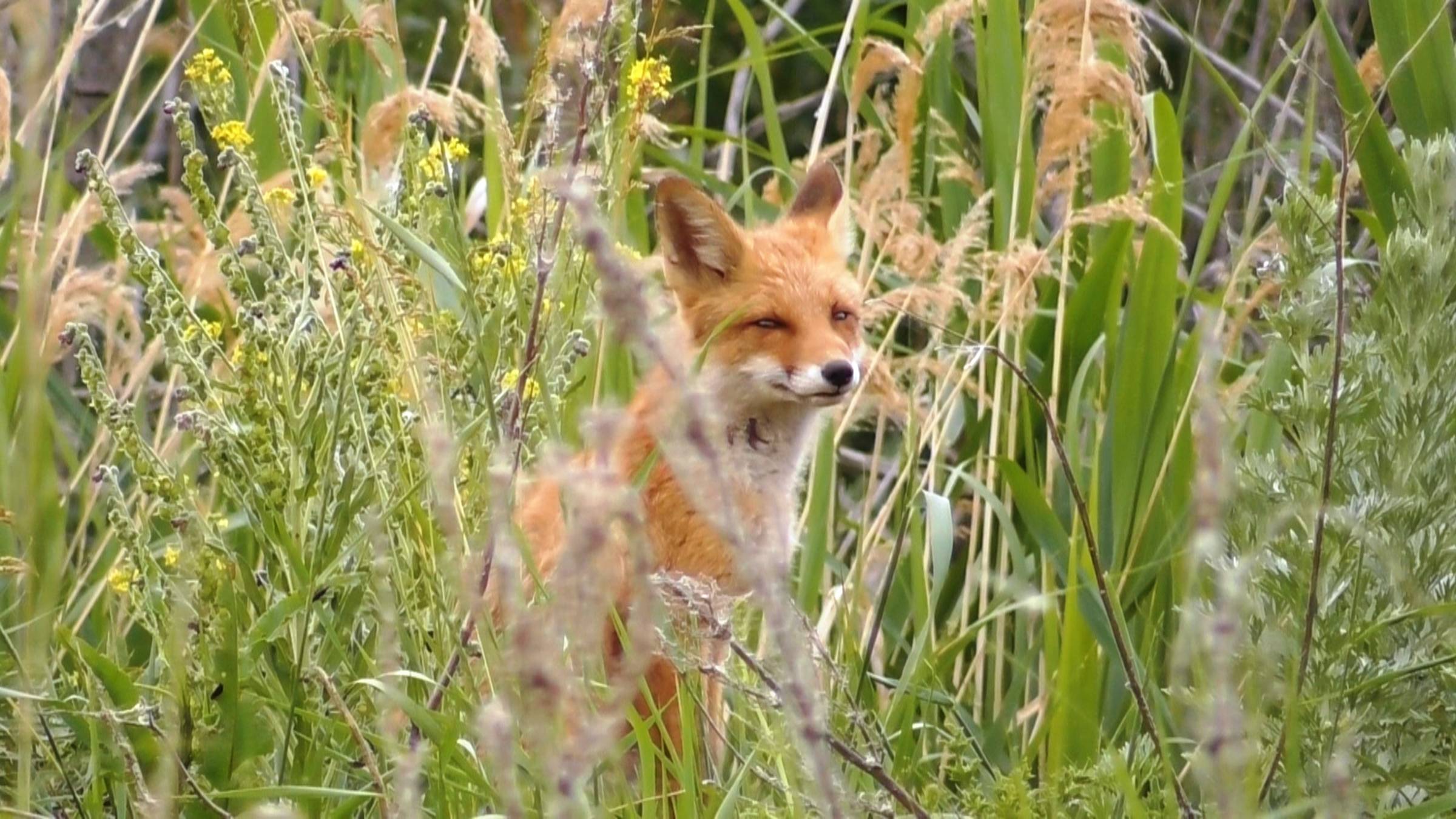 Лисёнок ( Vulpes vulpes )