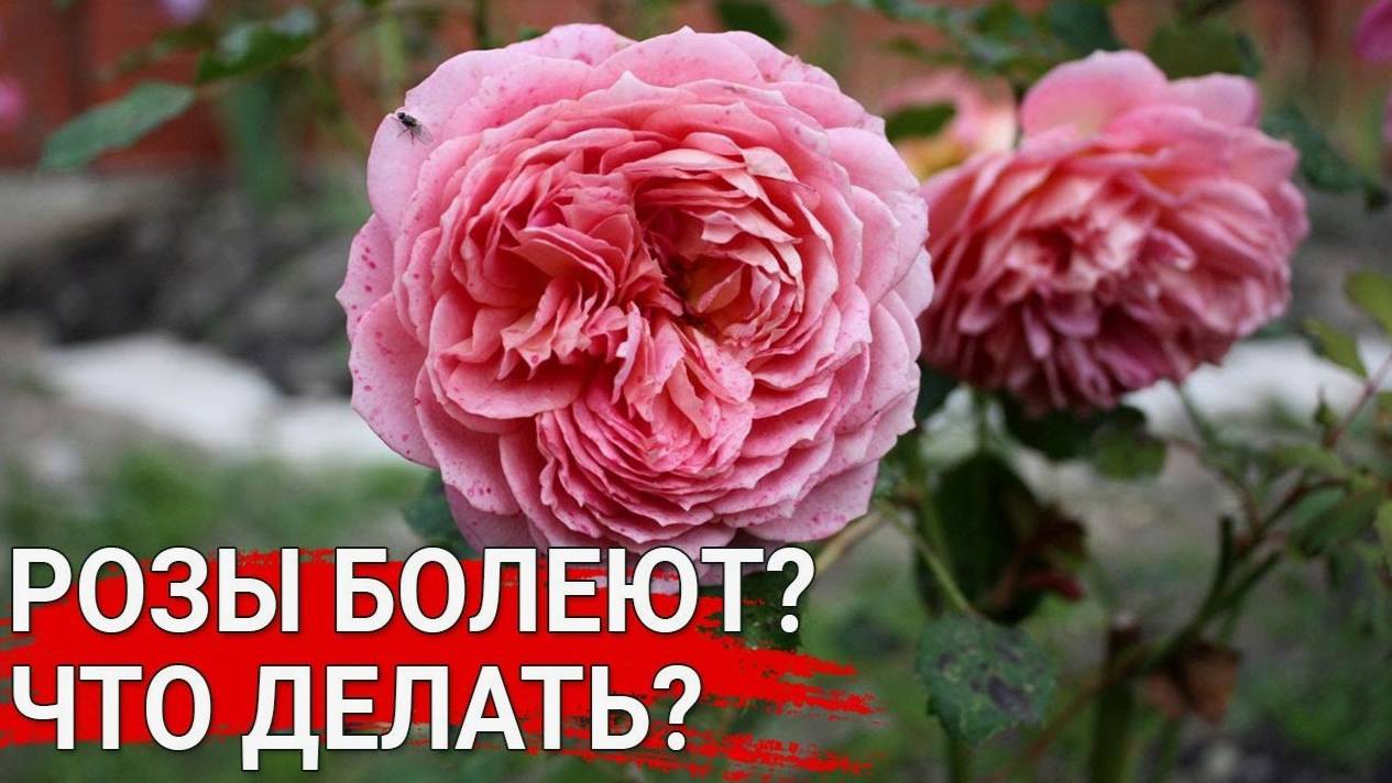 Срочно, розы болеют без этого в июне. Внесли и забыли увеличиваем бутон и цвет