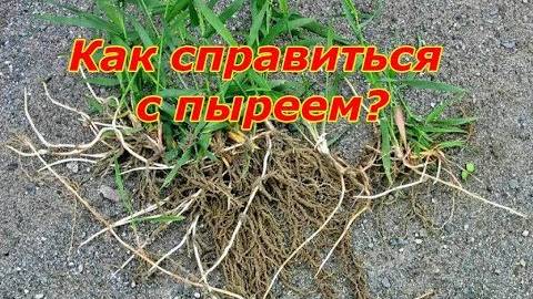 Как избавиться от пырея навсегда — проверенные способы борьбы с сорняком на участке