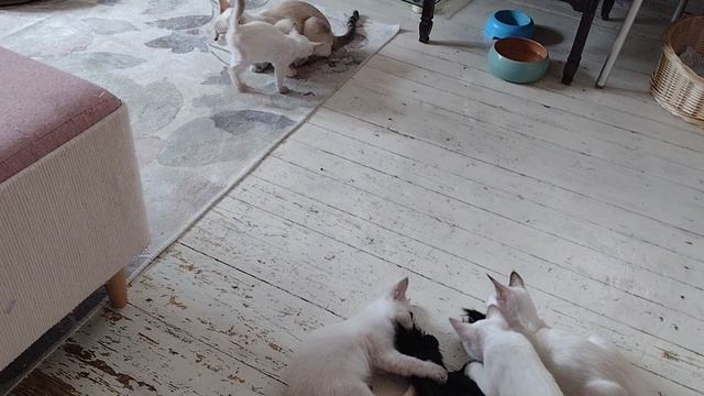 Котята получили новую игрушку - настоящий хвост