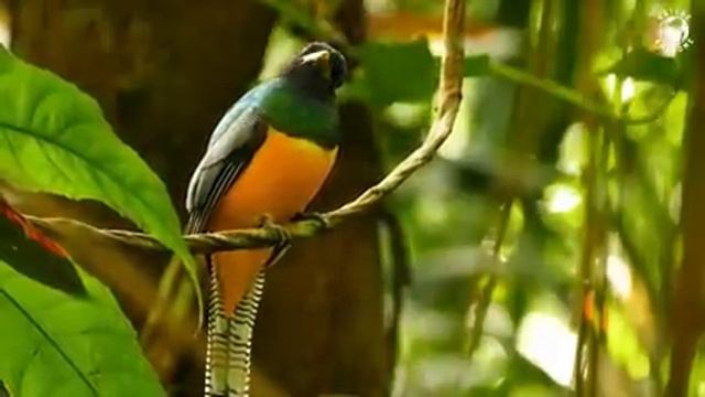 Самые красивые животные на планете: обзор удивительных созданий ч.76