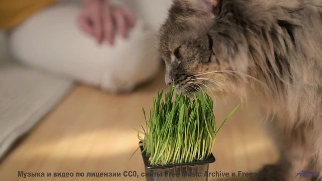 Клип, созданный квантовым компьютером - будущее наступило! - Soft (Lonely Mix) -- Quint Baker -- Psy