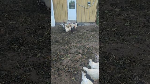 Доброе утро у курочек🐔