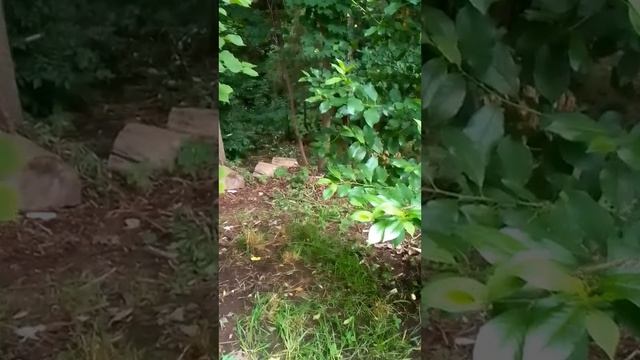 Сажик опять болтун!