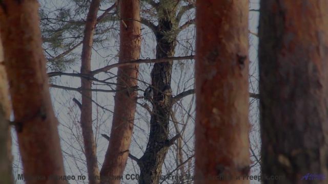 Картинка разгорается ярче, если включить этот трек - Stealing Glimpses Of Your Face -- HoliznaCC0 --