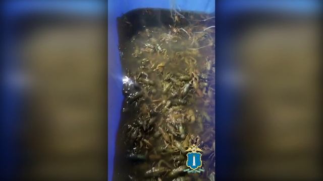 В Ульяновской области полицейские изъяли у предпринимателя больше 2 тысяч раков