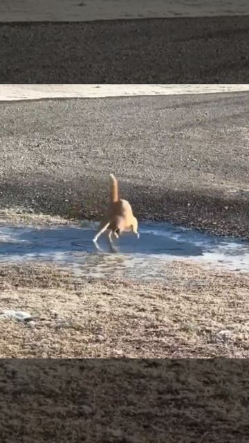 video_2025-06-18_10-22-19