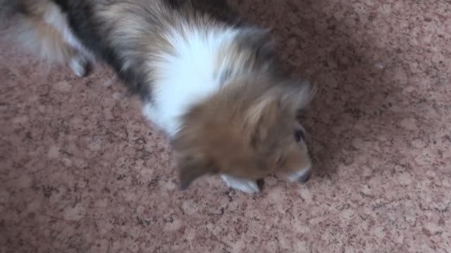 Лета достает сухарики 2 2020