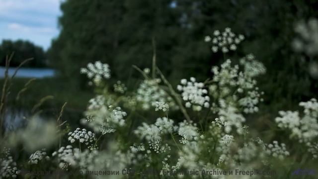 Каждый кадр под эту мелодию - праздник для глаз - Quiet like a mouse -- Michael Angel -- My deity