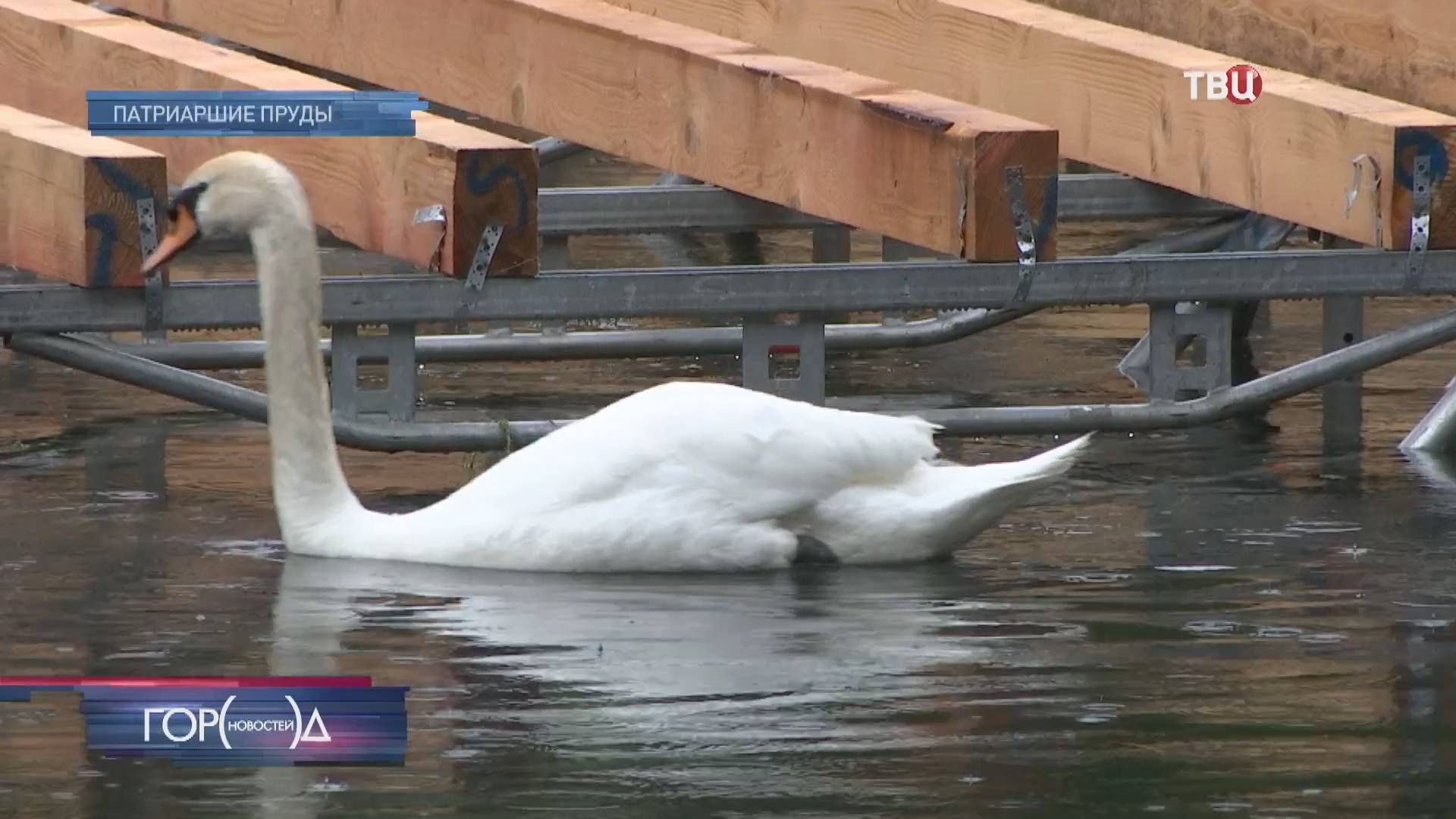 У пары лебедей на Патриарших прудах появилось долгожданное потомство / Город новостей на ТВЦ
