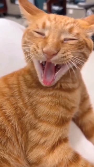 Ахахаха 😸