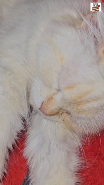 Доброе утро Ребята 🌞❤️😻🍼🐈🐈🐈🐈🐈