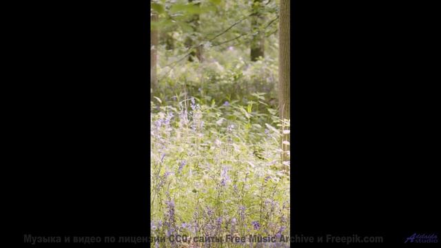 Это видео сотрёт все проблемы из головы - The Empty Nesters -- PLANET WARDO -- Single Slices
