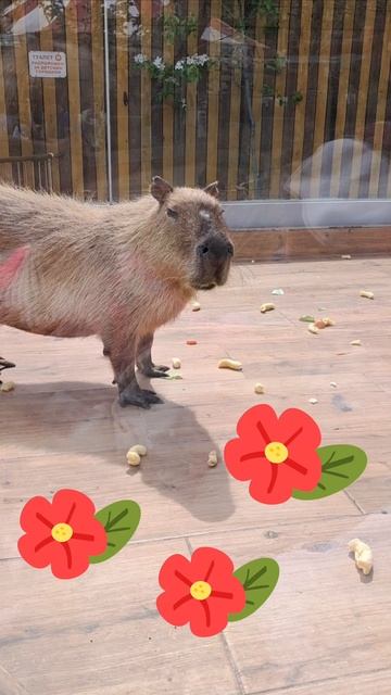 Капибара😍
