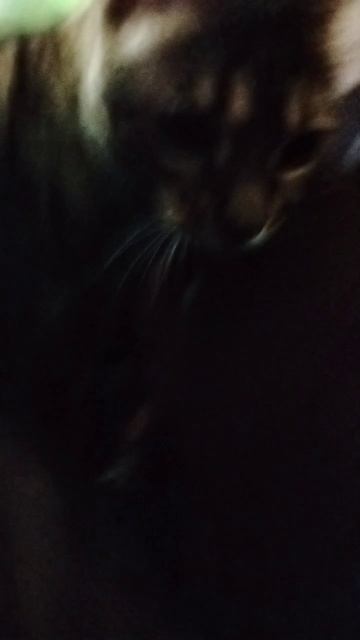 что делает мой кот?????