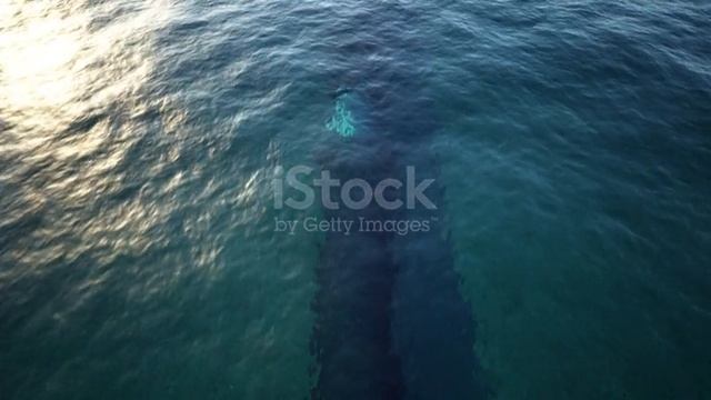 istockphoto-1098440192-640_adpp_is  видео для личного просмотра