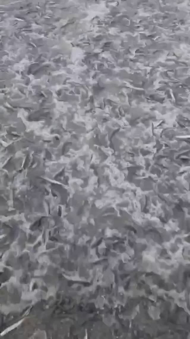 Прилив из мойвы