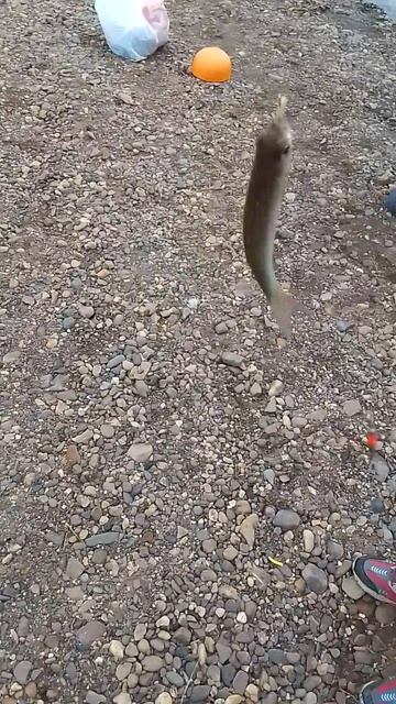 VID_20250617_115529.mp4