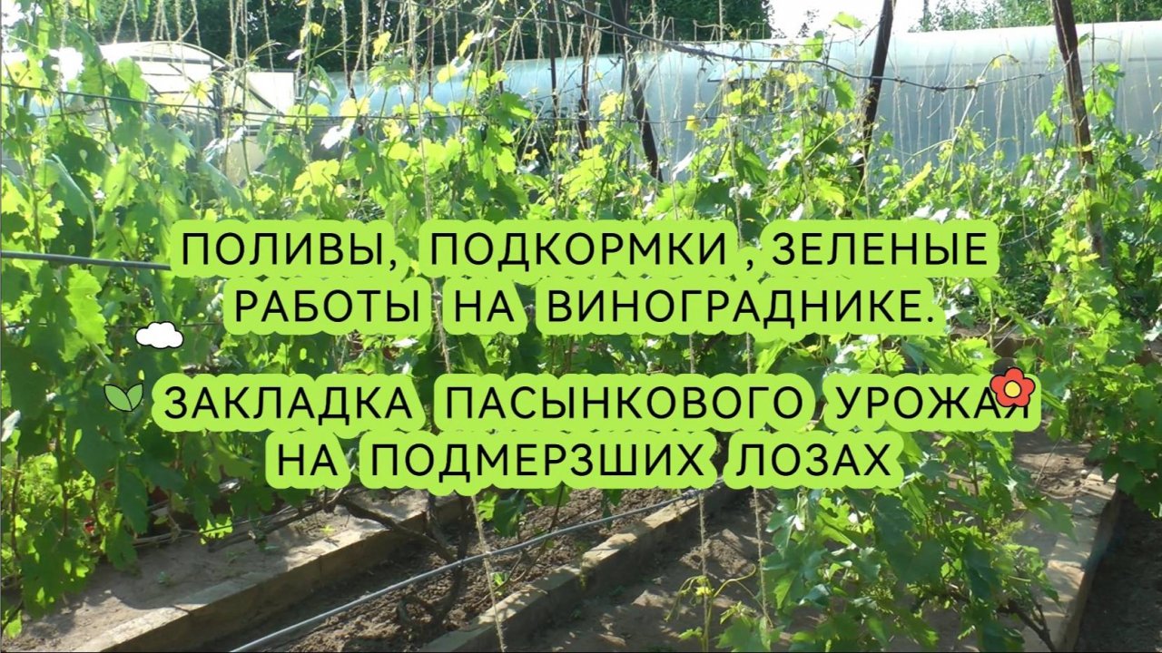 Поливы, подкормки, зеленые работы на винограднике. Закладка пасынкового урожая на подмерзших лозах