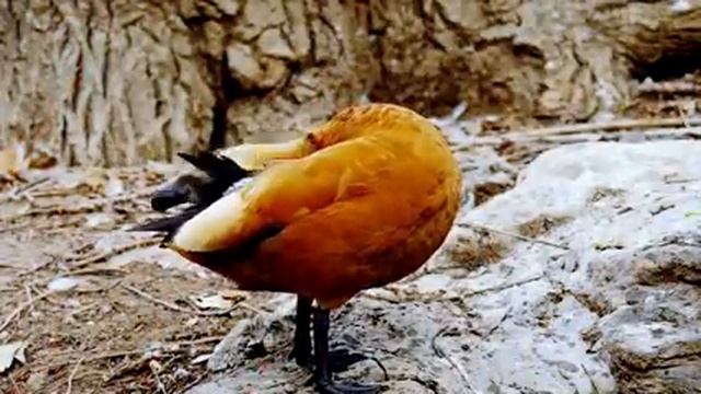 Самые красивые животные на планете: обзор удивительных созданий ч.96