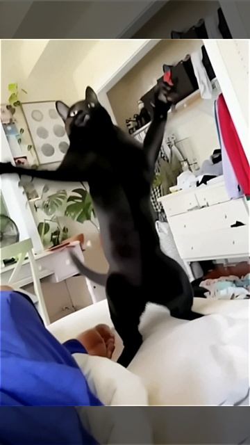 Наш TG https://t.me/liveofcats