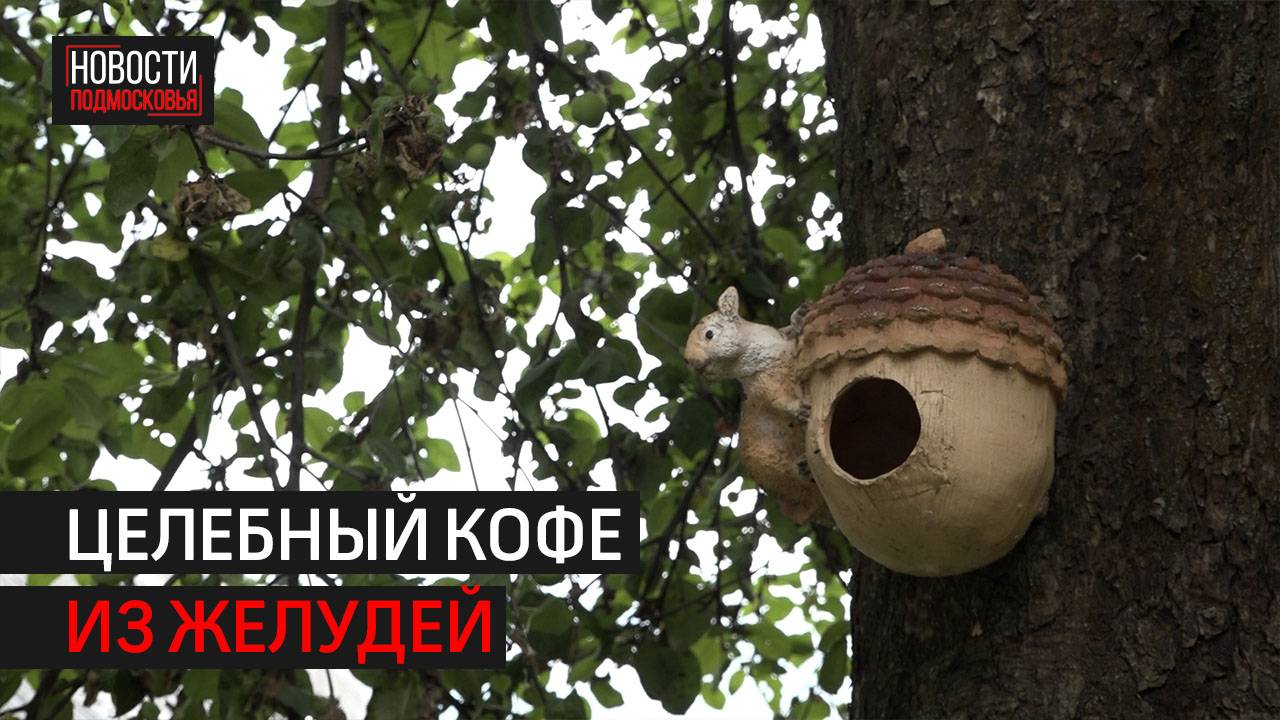 Полезный кофе из желудей варят в Звенигородском музее дуба // 360 Одинцово