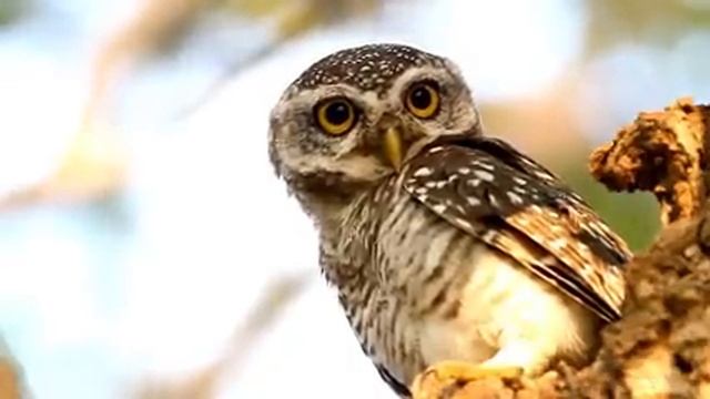 Самые красивые животные на планете: обзор удивительных созданий ч.99